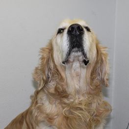 Hund beim Tierarzt in Rinteln